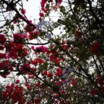 Trees and sky