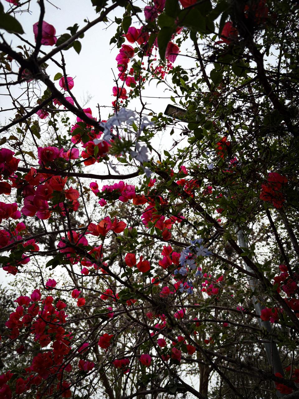 Trees and sky