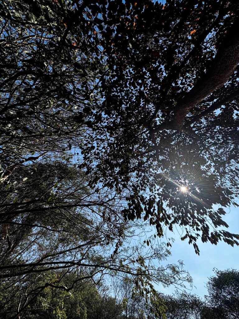 Trees and sky